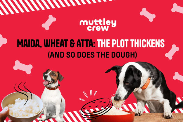 What Really Happens When Your Dog Eats Maida, Wheat, or Atta