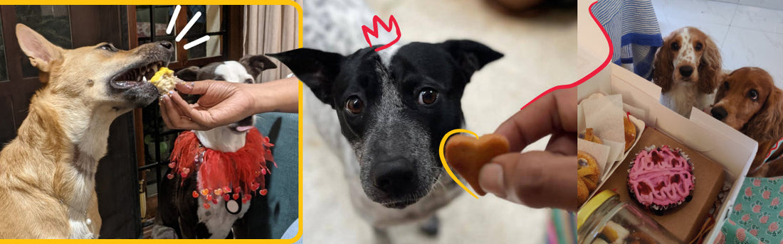 Best Dog Food in India
