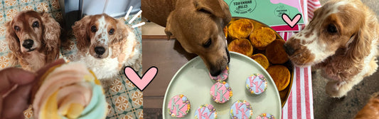 Mithai for You, Pupcakes for Them: A Guide to Dog-Safe Festive Treats