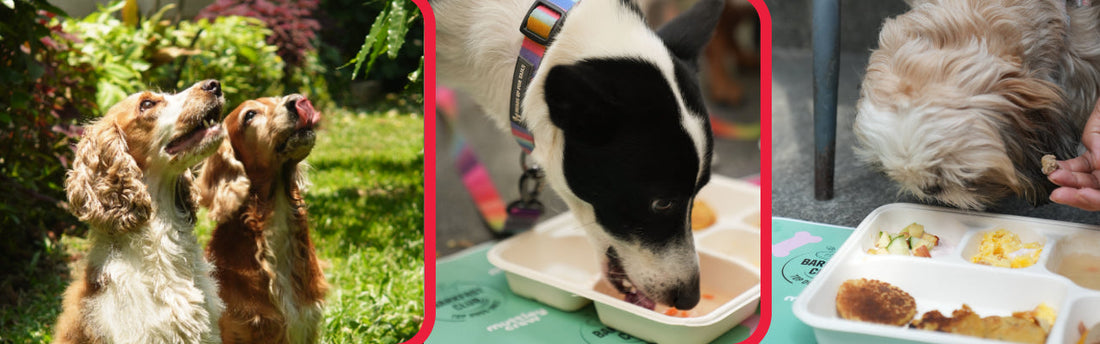 Best Dog Food in India for Different Life Stages: Puppies, Adults and Senior Dogs