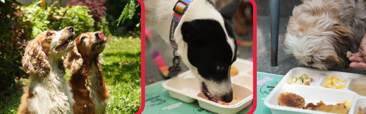 Best Dog Food in India for Different Life Stages: Puppies, Adults and Senior Dogs