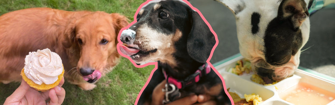Healthy Dog food
