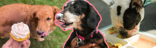 Healthy Dog food
