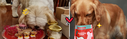 healthy dog food 