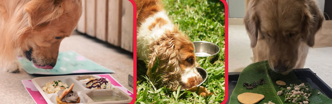 The Festive Season With a Dog: What We Forget When We Talk About Pet Safety