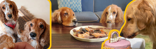 How to Choose the Best Dog Food in India for Your Dog