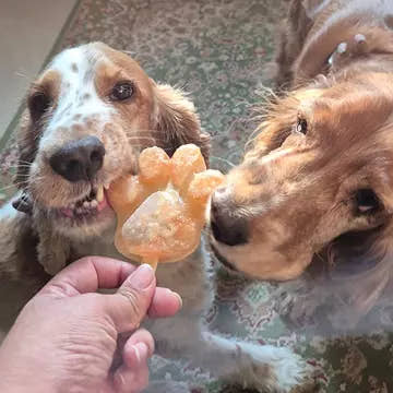 Chicken & Carrot Brothsicle - Muttley Crew Pet Treats Private Limited