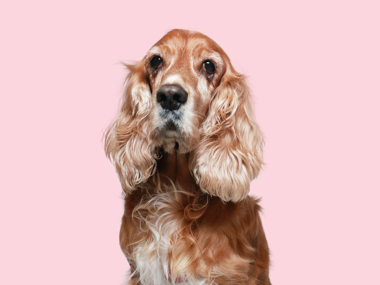 Maggie May